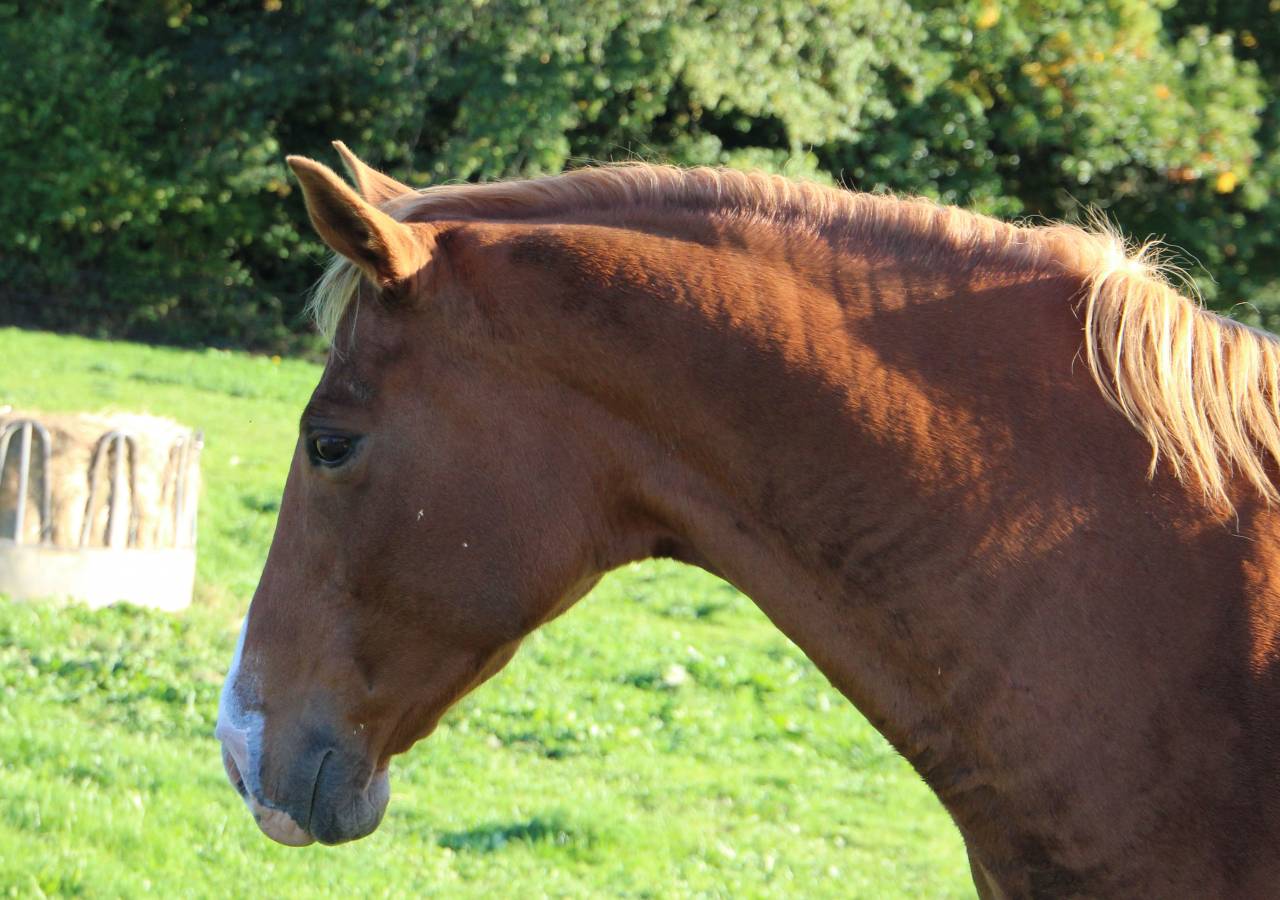 Fattrice Anglo-Arabo In vendita 2014 Crine lavato