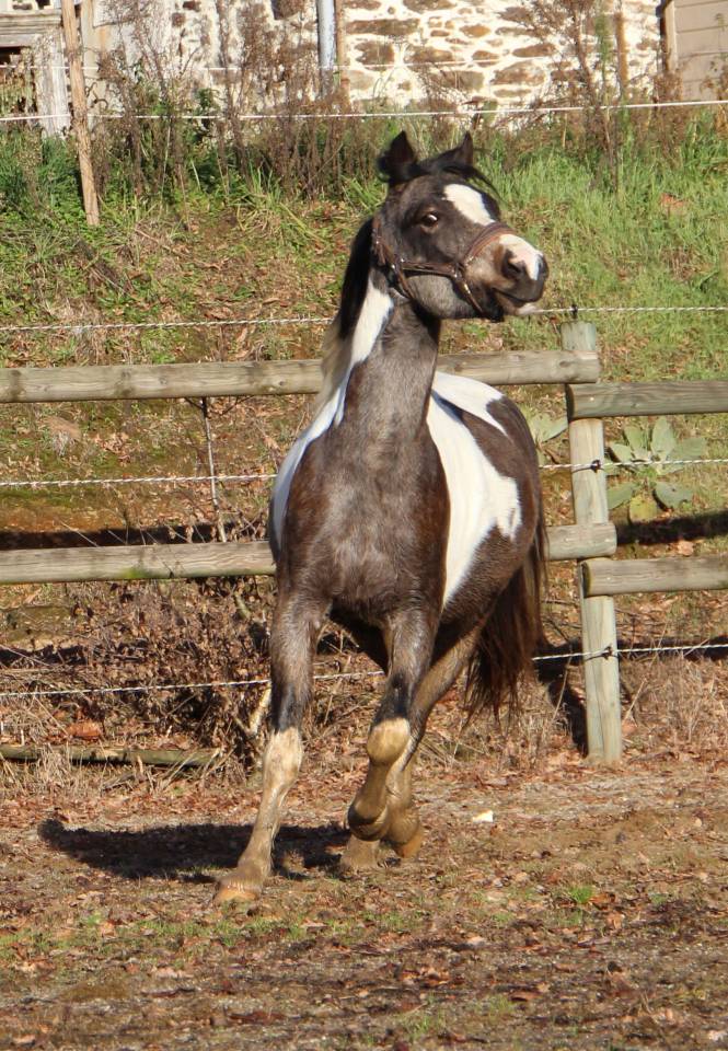 Castrone Welsh Part Bred In vendita 2023 Pezzato