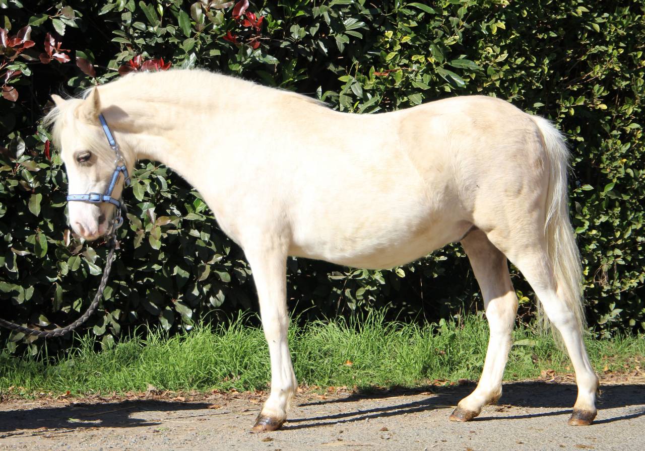 Intero Welsh Poney (Sezione A) In vendita 2024 Palomino