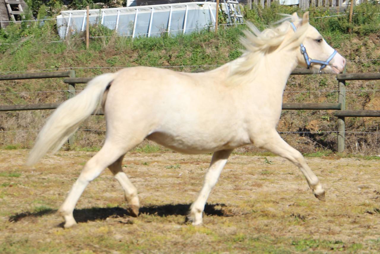 Intero Welsh Poney (Sezione A) In vendita 2024 Palomino