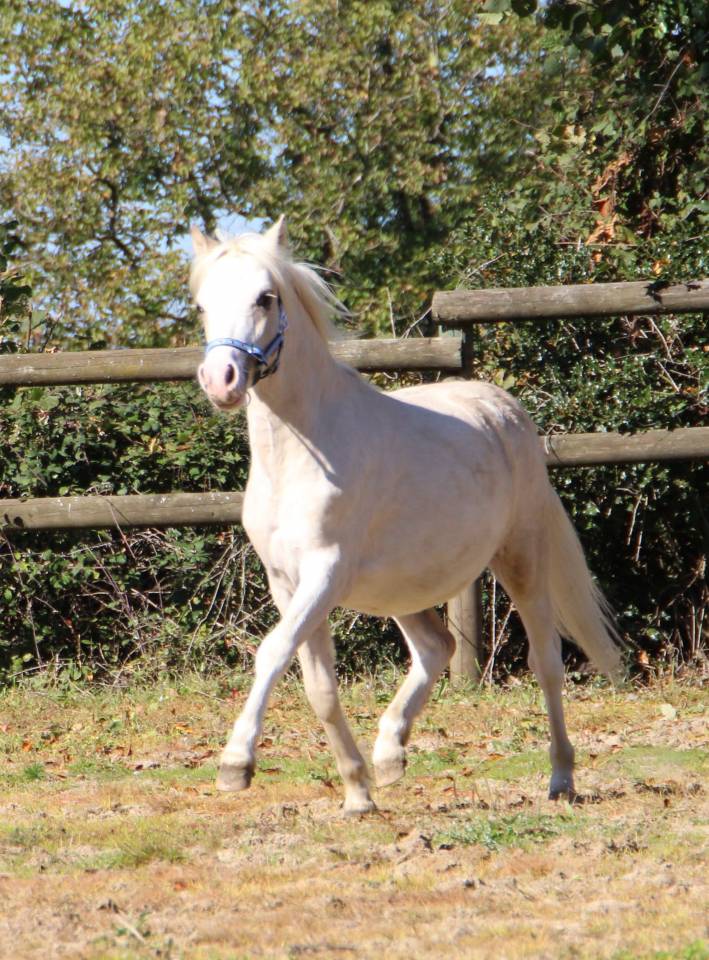 Intero Welsh Poney (Sezione A) In vendita 2024 Palomino