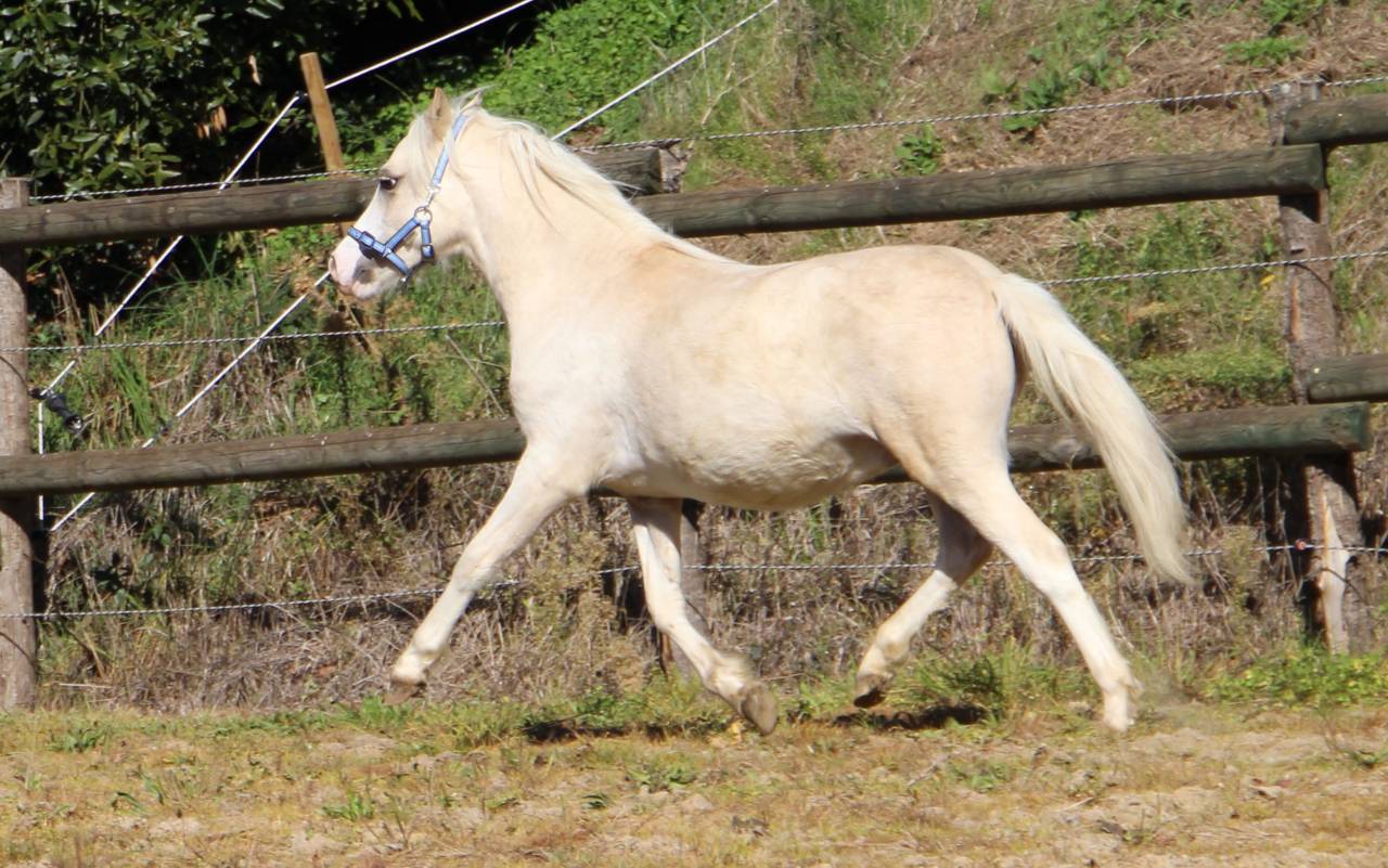 Intero Welsh Poney (Sezione A) In vendita 2024 Palomino