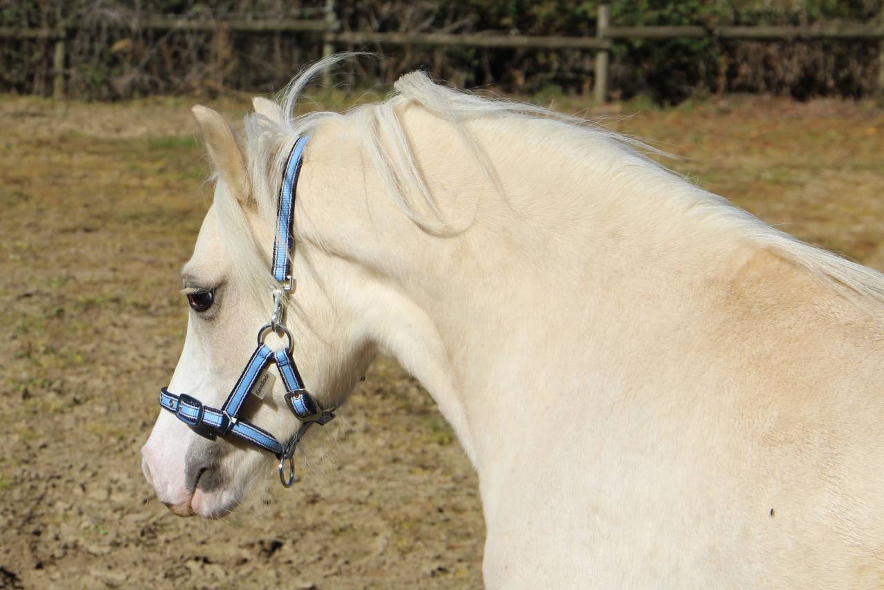 Intero Welsh Poney (Sezione A) In vendita 2024 Palomino