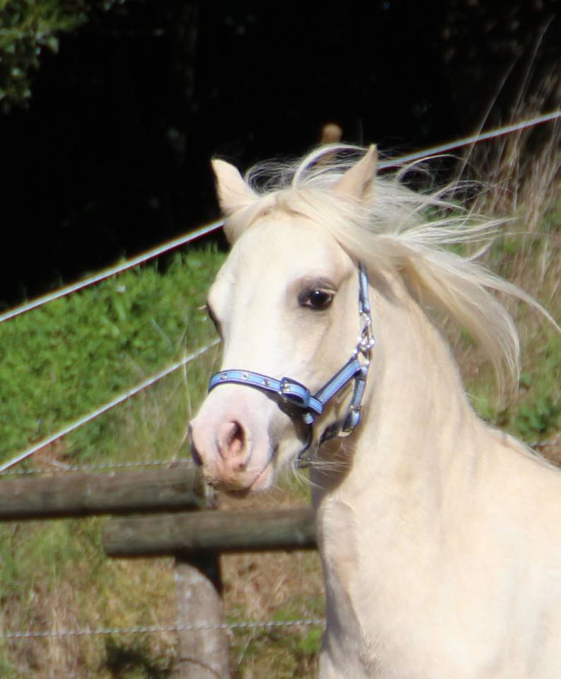 Intero Welsh Poney (Sezione A) In vendita 2024 Palomino