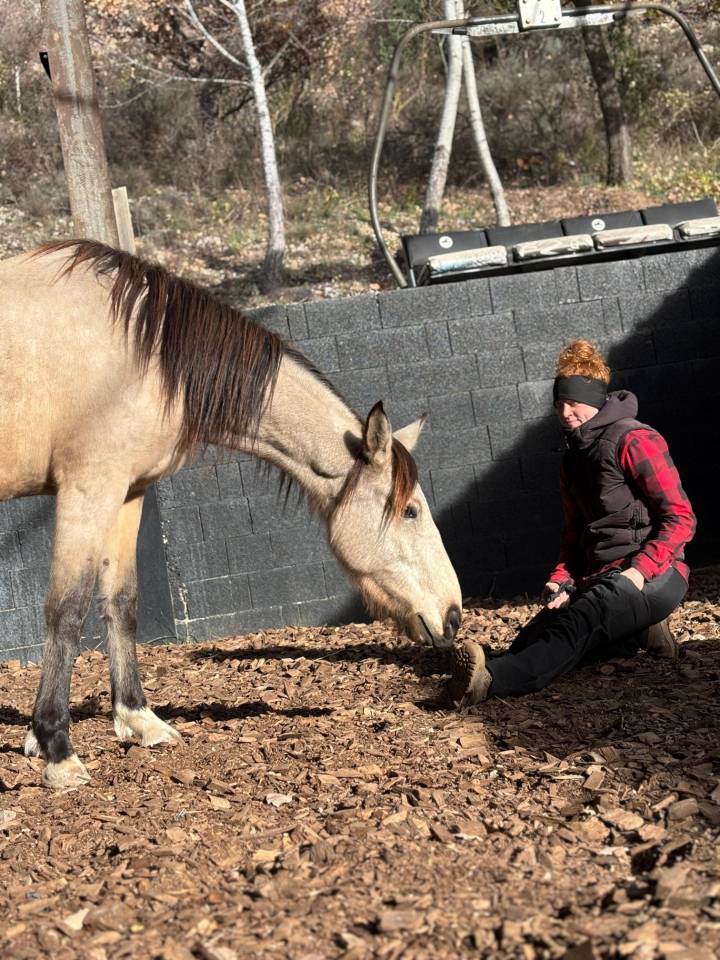 Cavalla Origine Non Constatata In vendita 2020 Isabella
