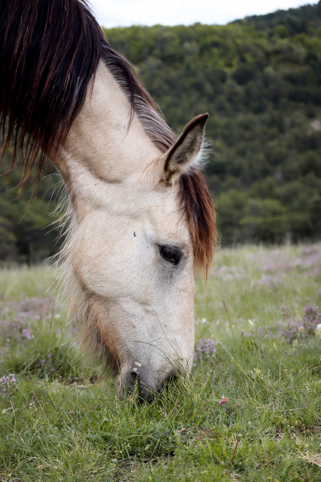 Cavalla Origine Non Constatata In vendita 2020 Isabella