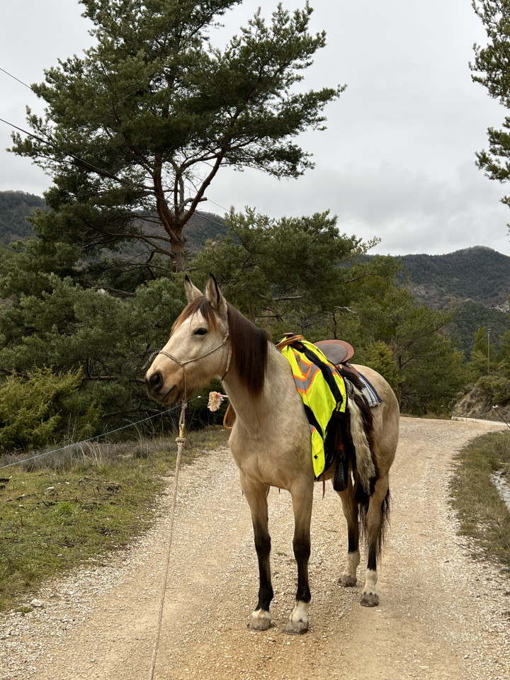Cavalla Origine Non Constatata In vendita 2020 Isabella
