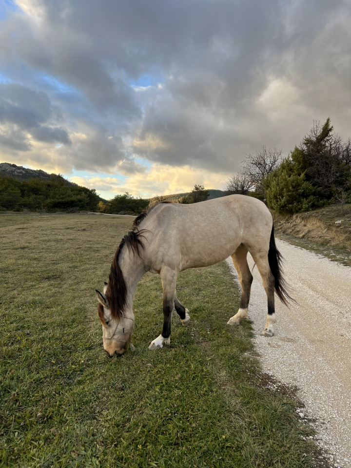 Cavalla Origine Non Constatata In vendita 2020 Isabella