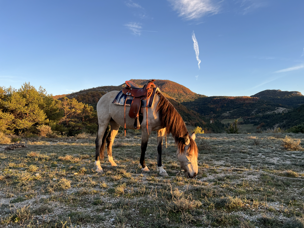 Cavalla Origine Non Constatata In vendita 2020 Isabella