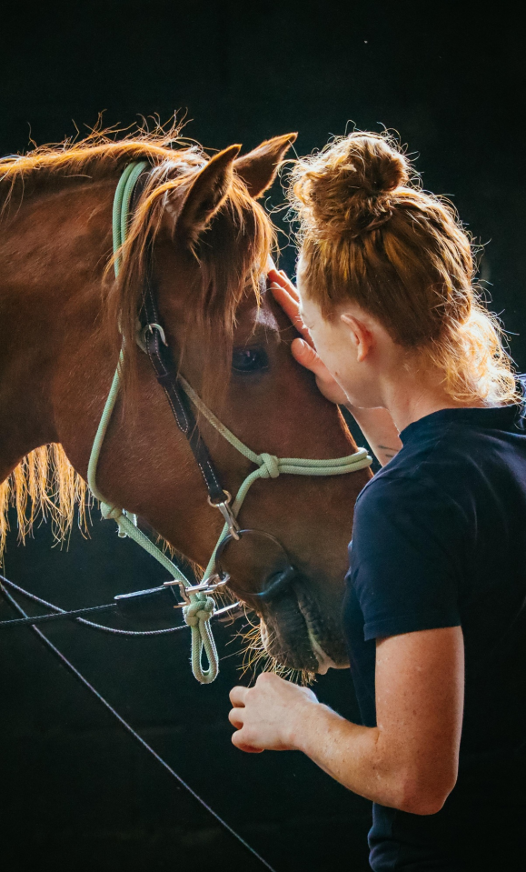 Castrone Origine Non Constatata In vendita 2018 Sauro