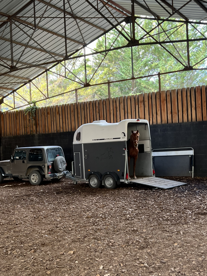 Castrone Origine Non Constatata In vendita 2018 Sauro