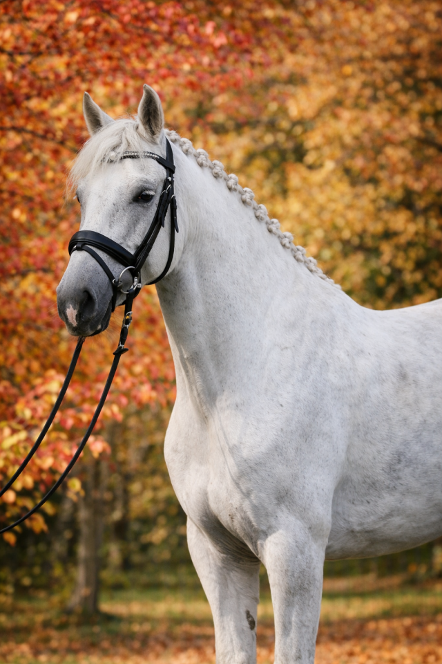 Castrone Lusitano In vendita 2016 Grigio