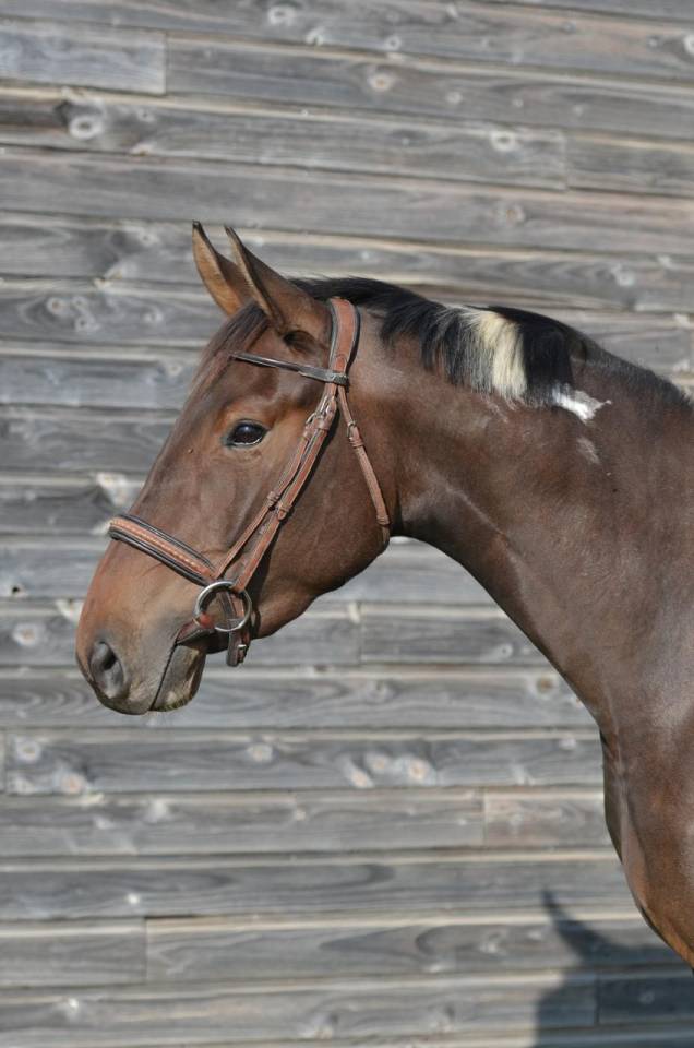 Cavalla AES Anglo European Studbook In vendita 2022 Pezzato ,  Dark moon&rsquo;s