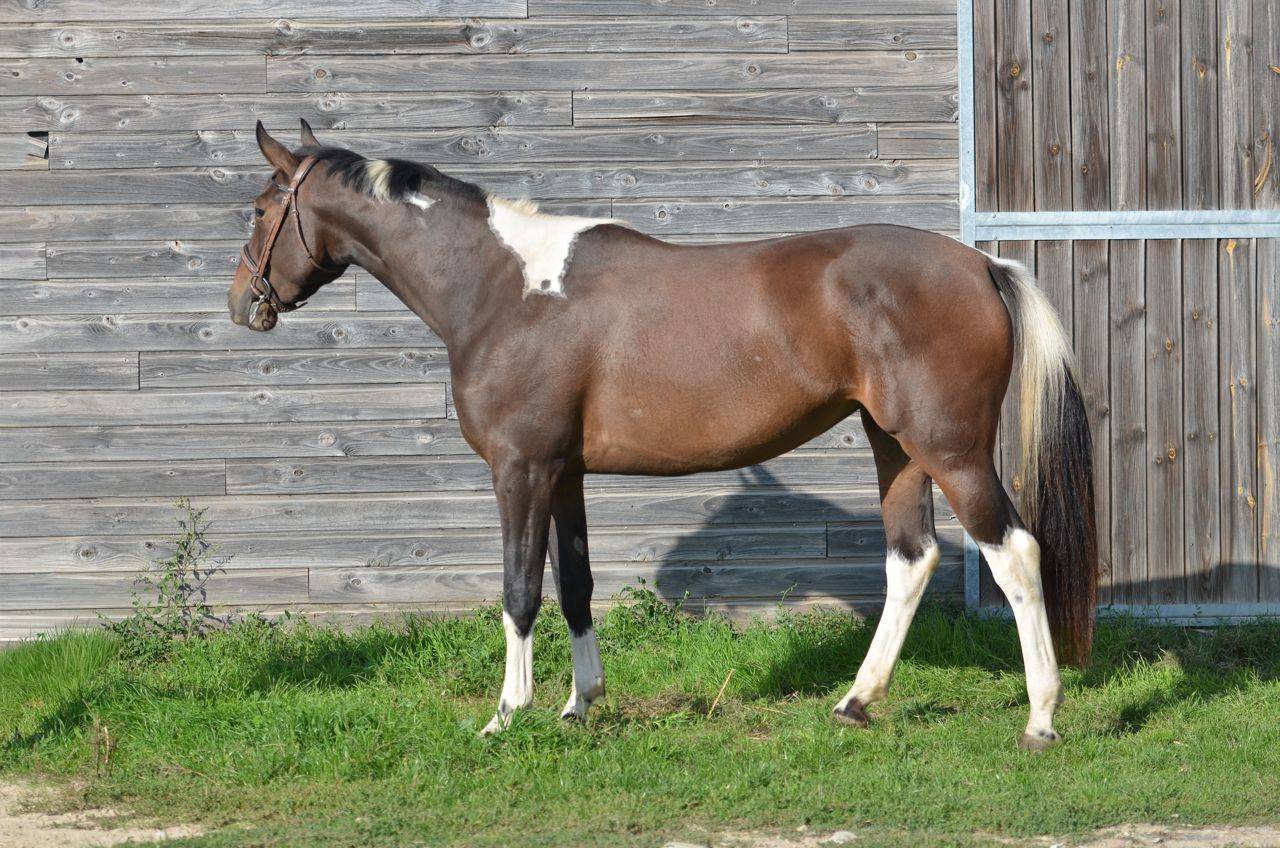 Cavalla AES Anglo European Studbook In vendita 2022 Pezzato ,  Dark moon&rsquo;s