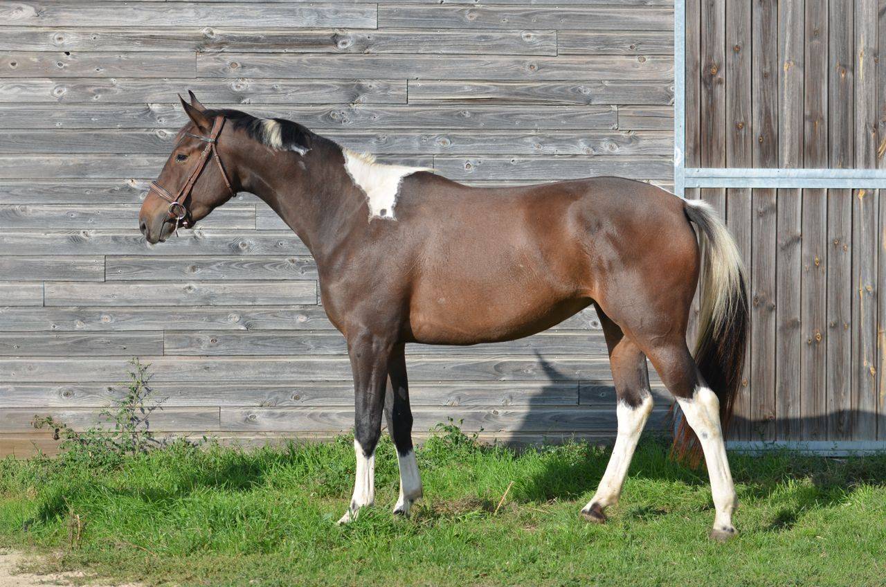 Cavalla AES Anglo European Studbook In vendita 2022 Pezzato ,  Dark moon&rsquo;s