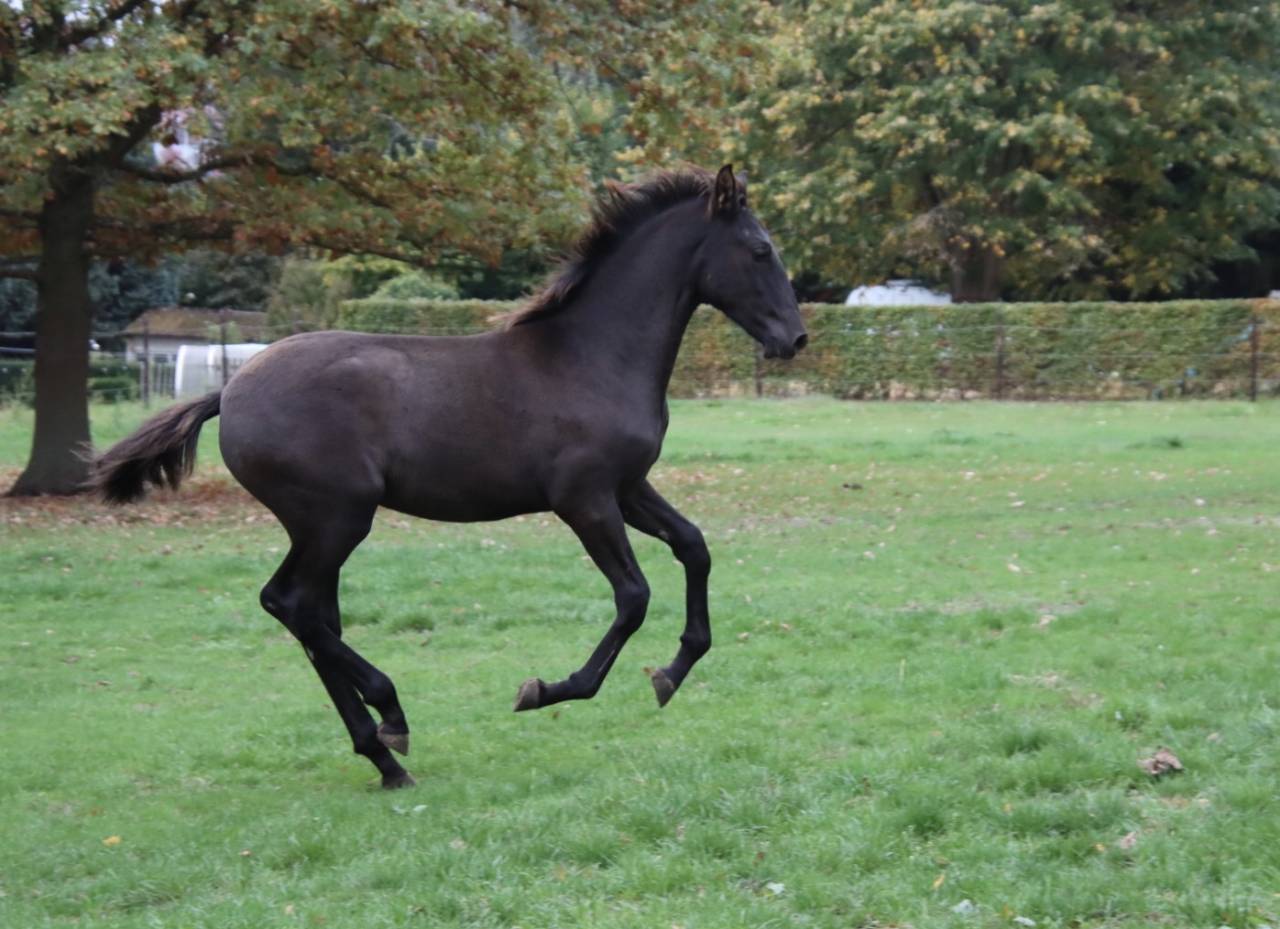 Puledro PRE Andaluso In vendita 2025 Nero ,  Avero PA