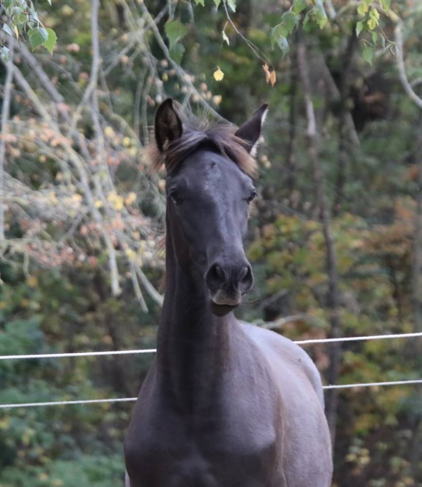 Puledro PRE Andaluso In vendita 2025 Nero ,  Avero PA