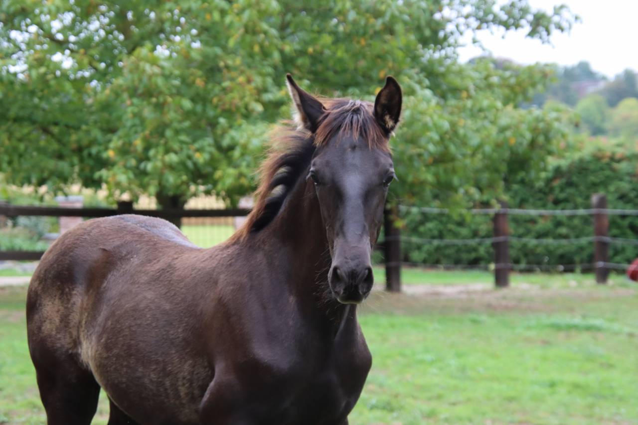 Puledro PRE Andaluso In vendita 2025 Nero ,  Avero PA