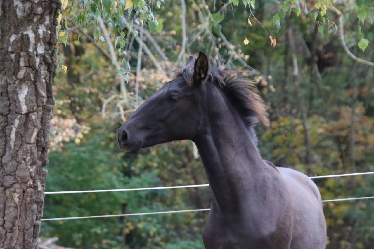 Puledro PRE Andaluso In vendita 2025 Nero ,  Avero PA
