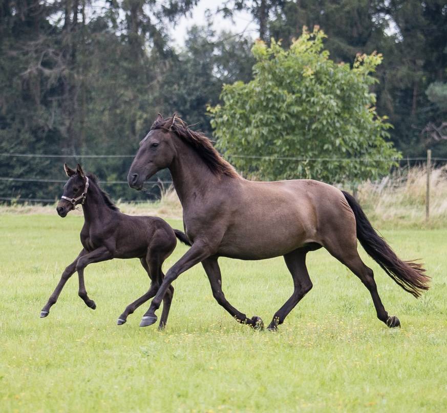 Cavalla PRE Andaluso In vendita 2015 Nero ,  Sevillano de Mile