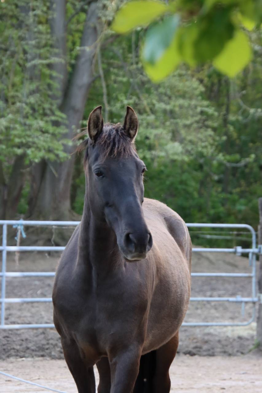 Cavalla PRE Andaluso In vendita 2015 Nero ,  Sevillano de Mile