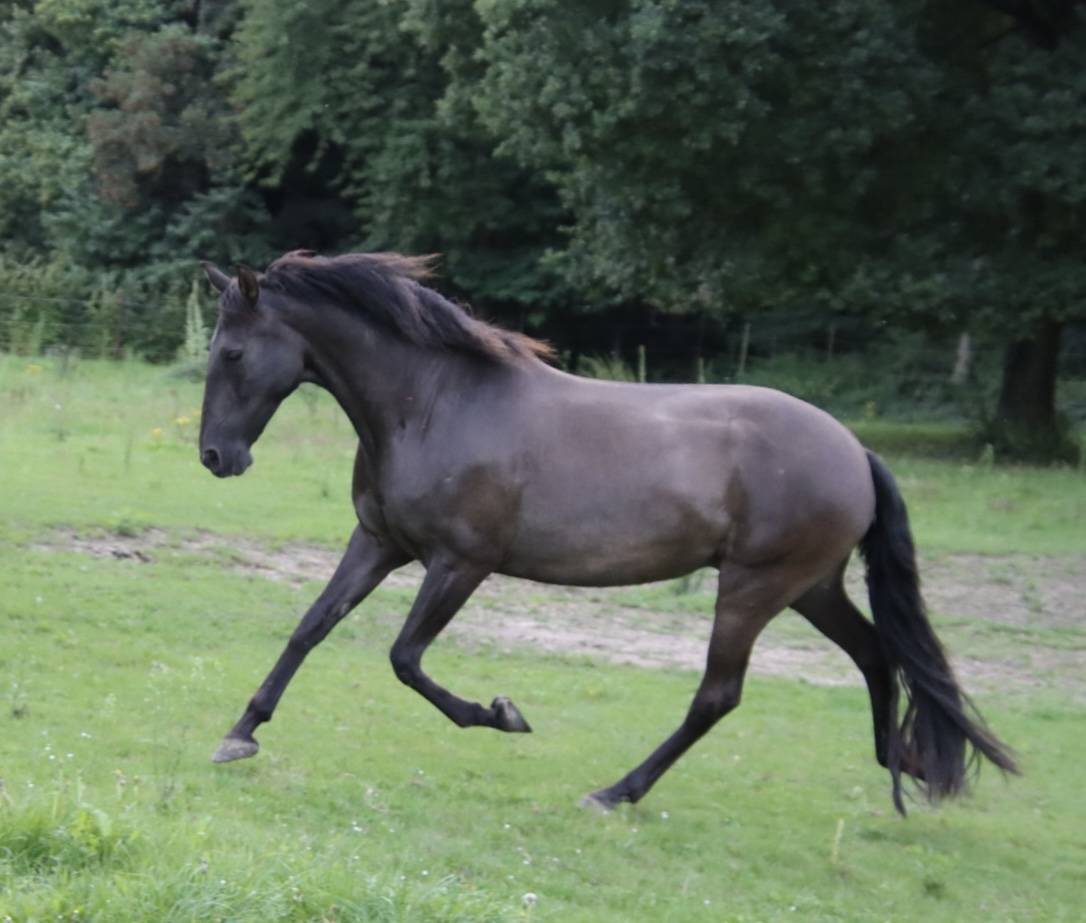 Cavalla PRE Andaluso In vendita 2015 Nero ,  Sevillano de Mile