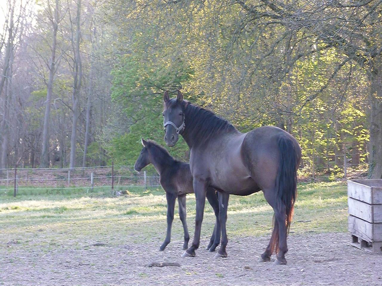 Cavalla PRE Andaluso In vendita 2015 Nero ,  Sevillano de Mile