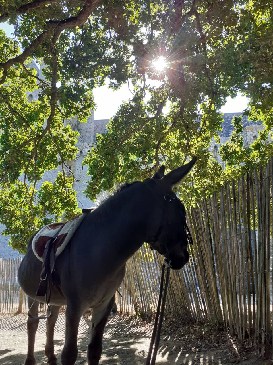 Asno Altre Razze di Asini In vendita 2012 Grigio