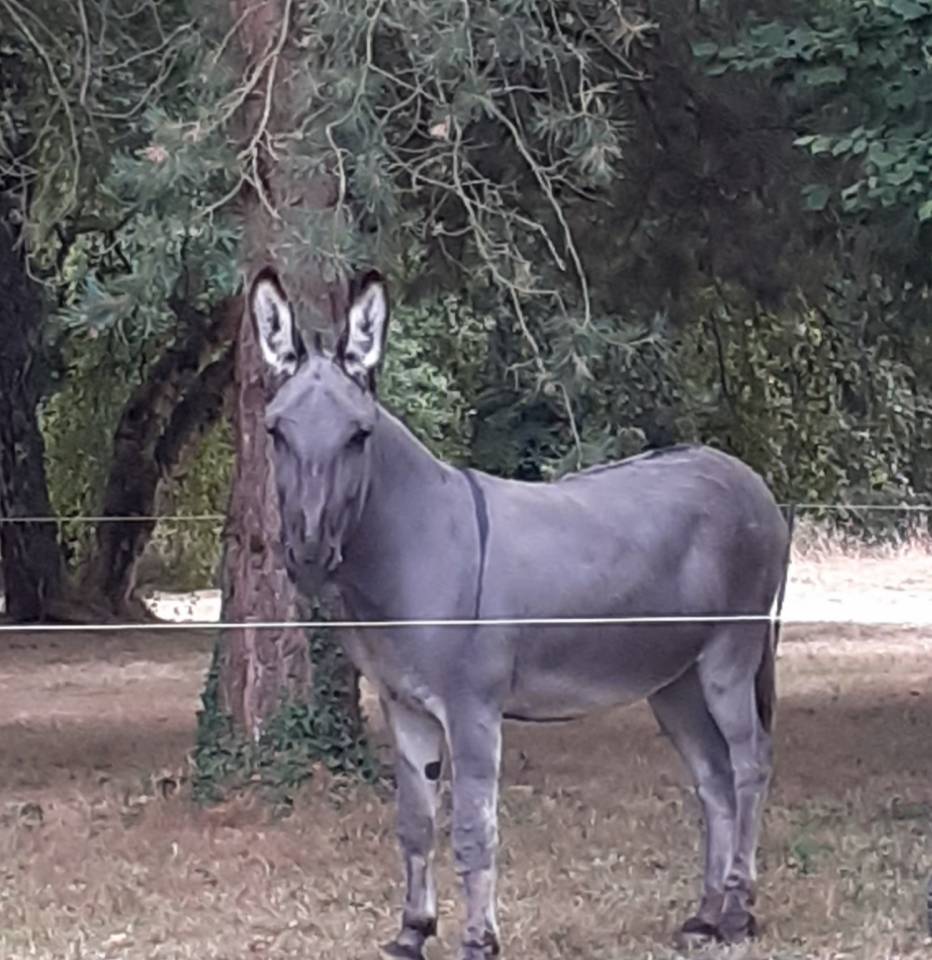 Asno Altre Razze di Asini In vendita 2012 Grigio