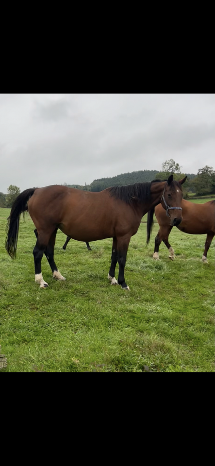 Cavalla Sella Francese In vendita 2009 Baio ,  DIAMANT DE SEMILLY