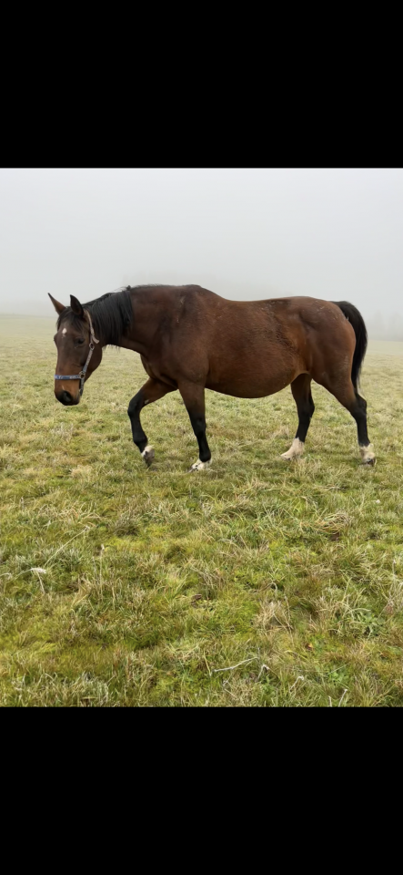 Cavalla Sella Francese In vendita 2009 Baio ,  DIAMANT DE SEMILLY