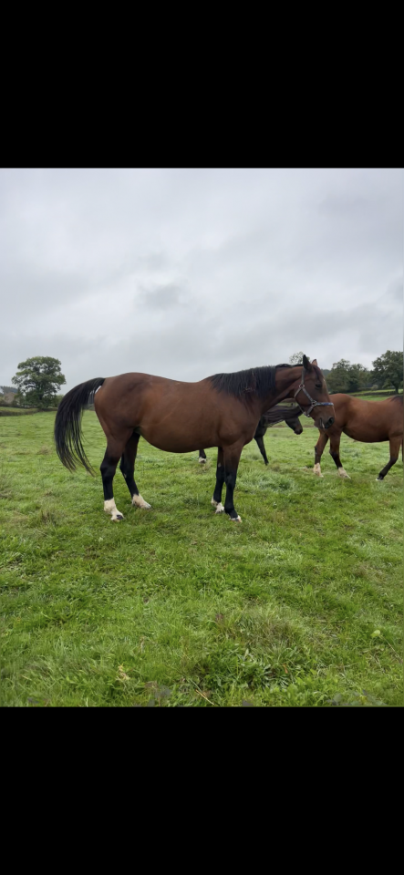 Cavalla Sella Francese In vendita 2009 Baio ,  DIAMANT DE SEMILLY
