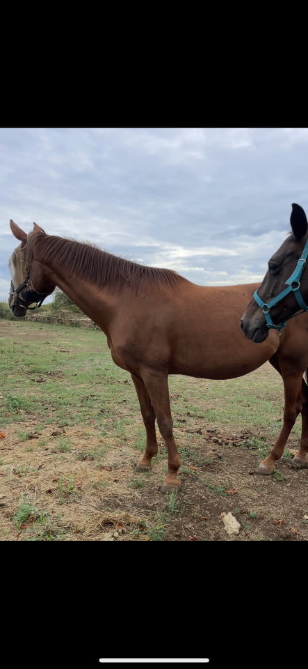 Cavalla Sella Francese In vendita 2010 Sauro