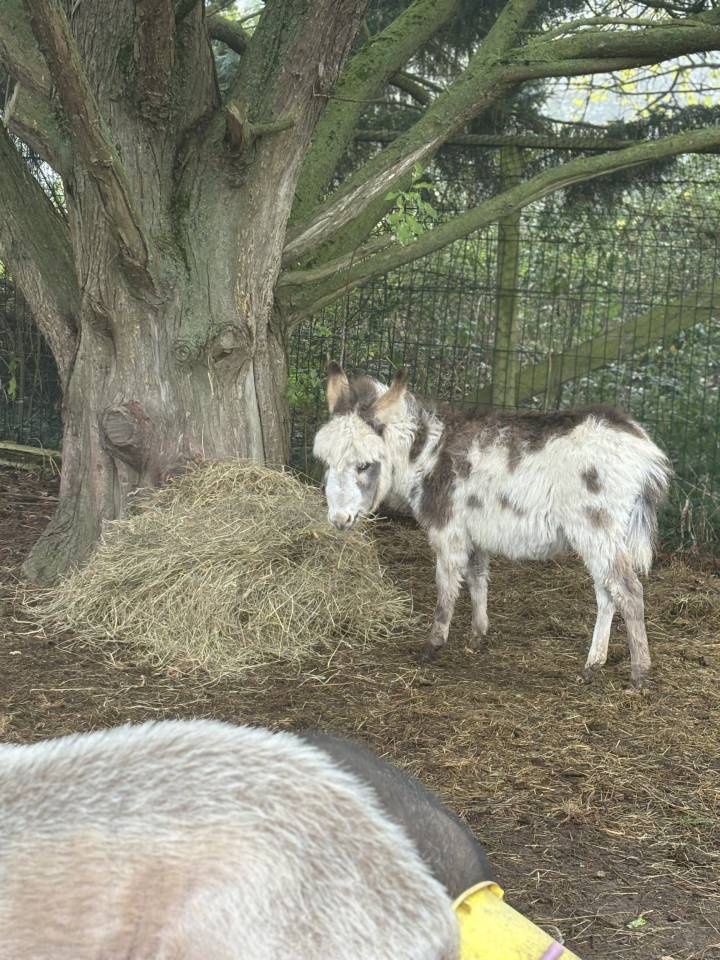 Asno Miniature In vendita 2025 Pezzato