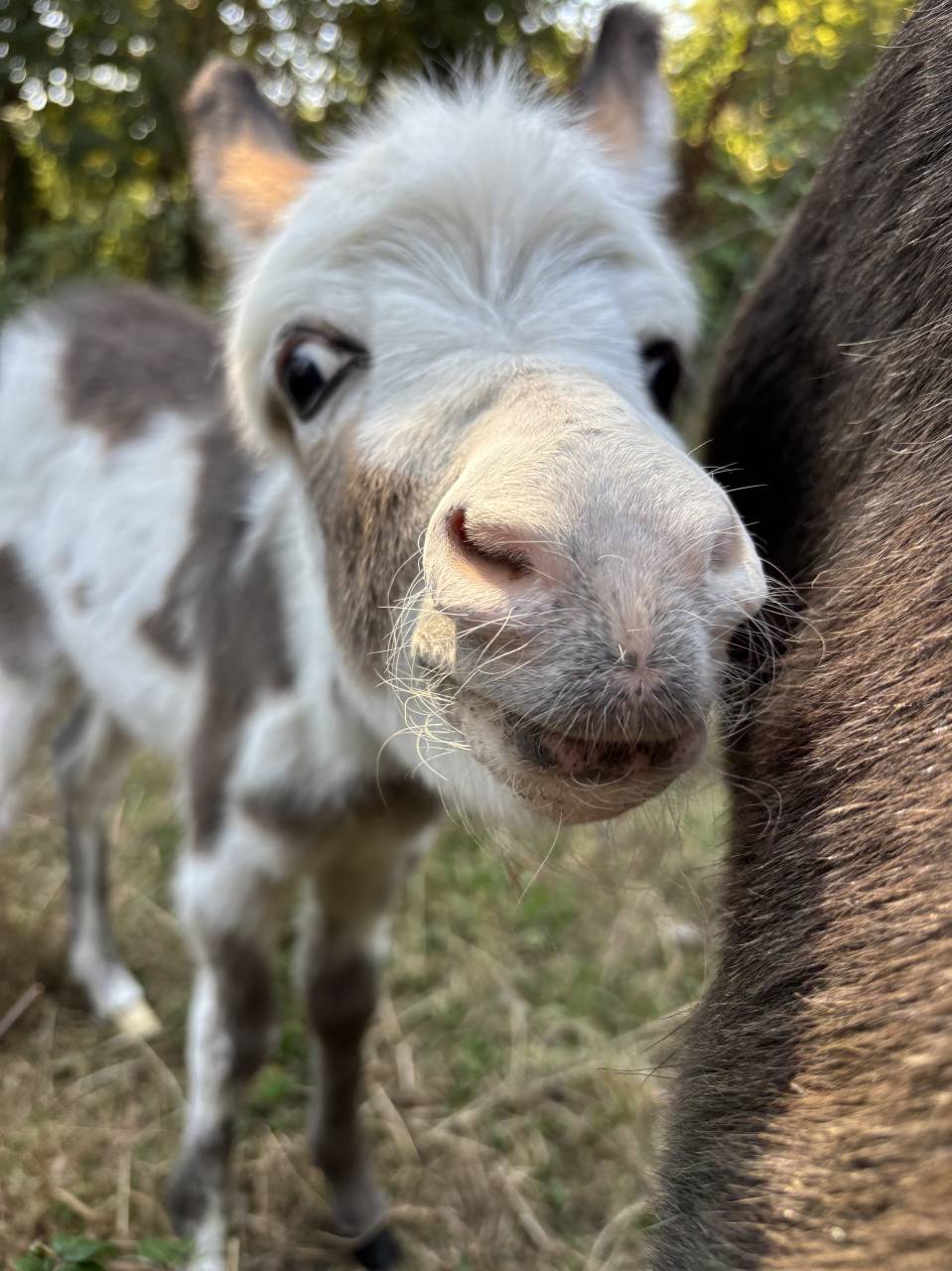 Asno Miniature In vendita 2025 Pezzato