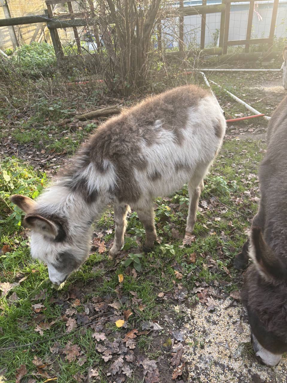 Asno Miniature In vendita 2025 Pezzato