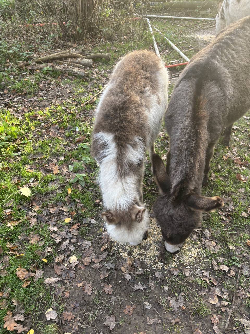 Asno Miniature In vendita 2025 Pezzato