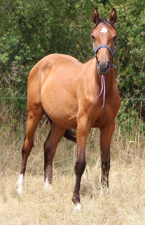 Cavalla Sella Francese In vendita 2024 Baio