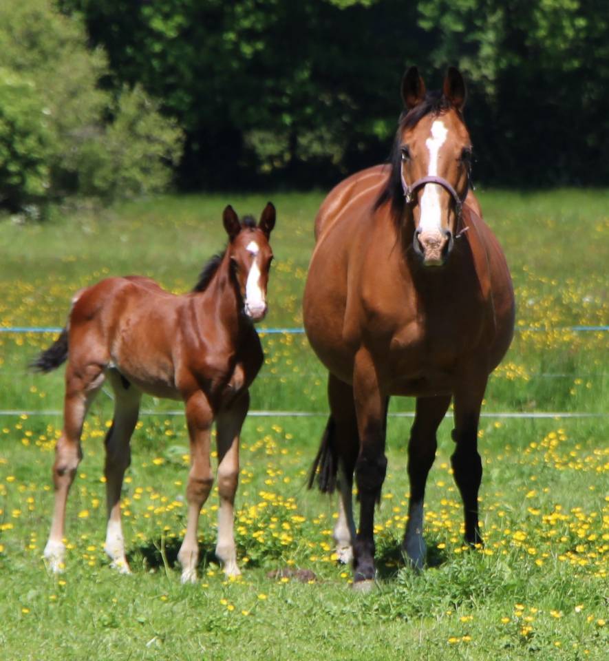 Puledro Sella Francese In vendita 2025 Baio
