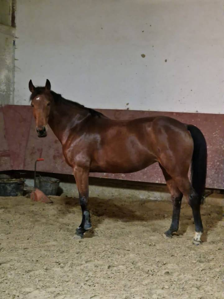 Cavalla Sella Francese In vendita 2015 Baio