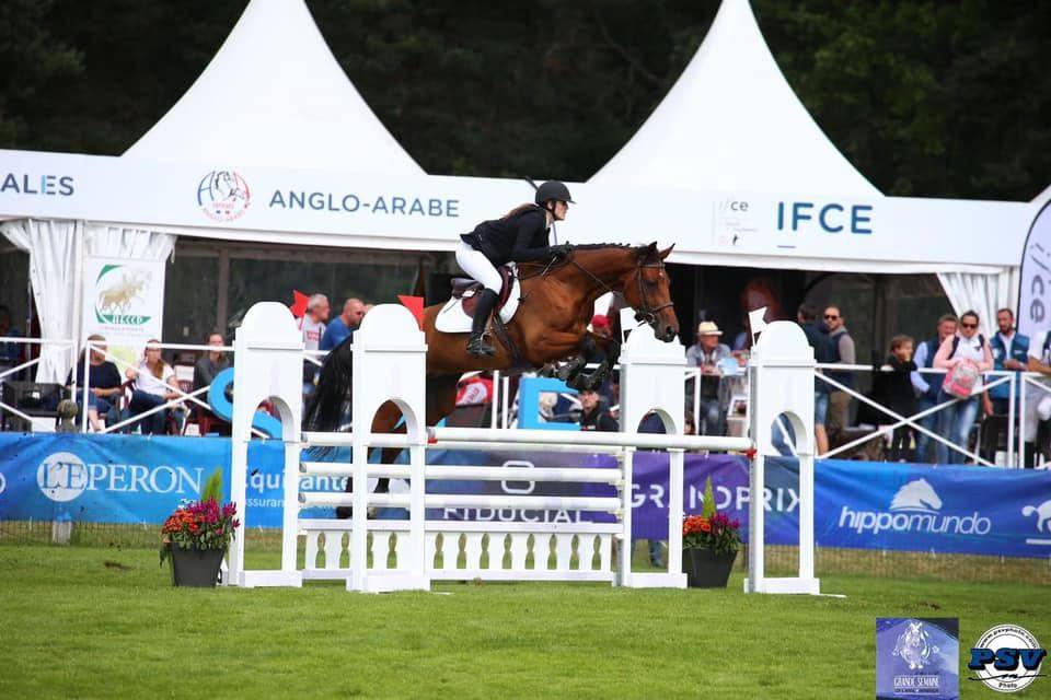 Cavalla Sella Francese In vendita 2015 Baio