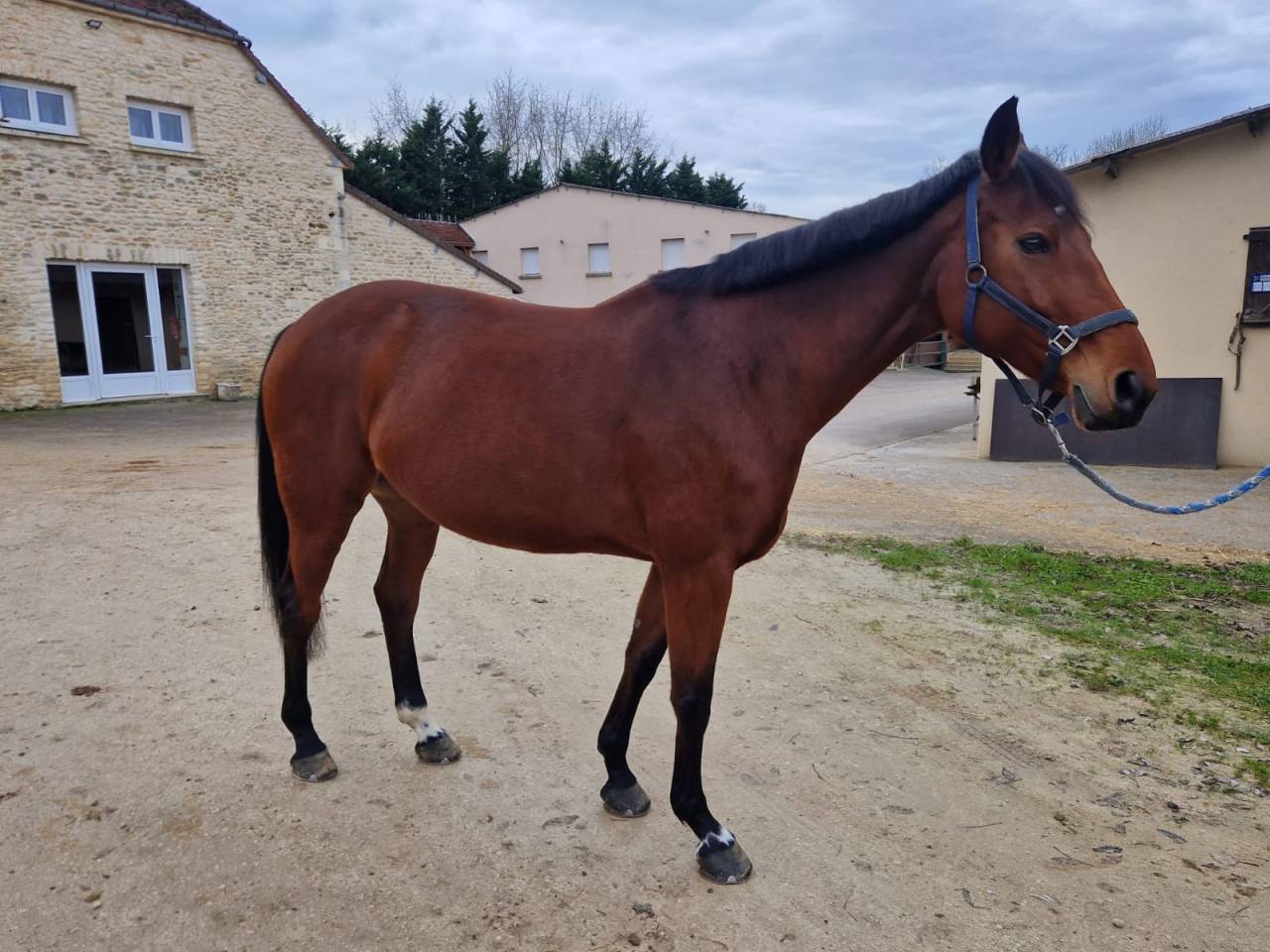 Cavalla Sella Francese In vendita 2015 Baio