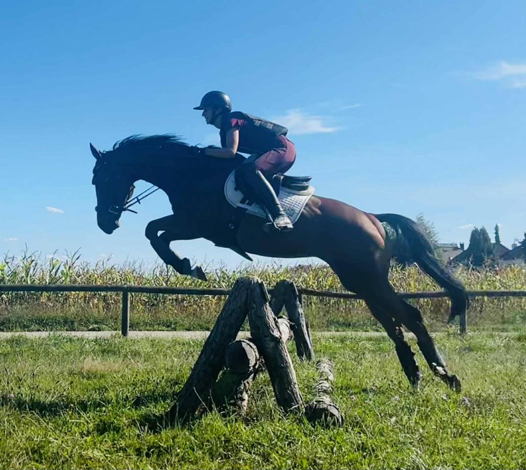 Castrone Purosangue Inglese In vendita 2022 Baio