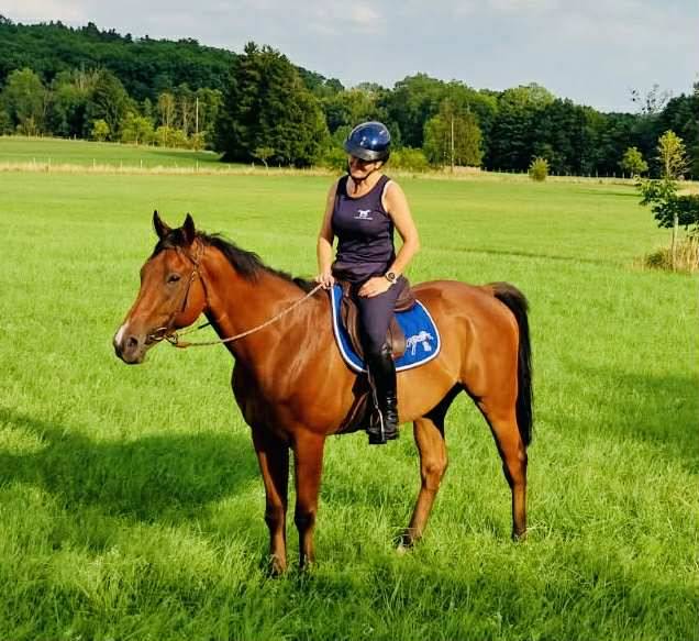 Castrone Purosangue Inglese In vendita 2022 Baio