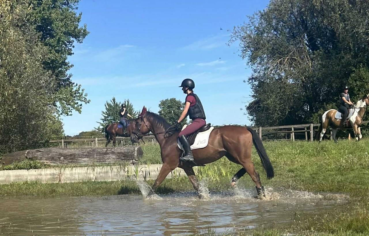 Castrone Purosangue Inglese In vendita 2022 Baio