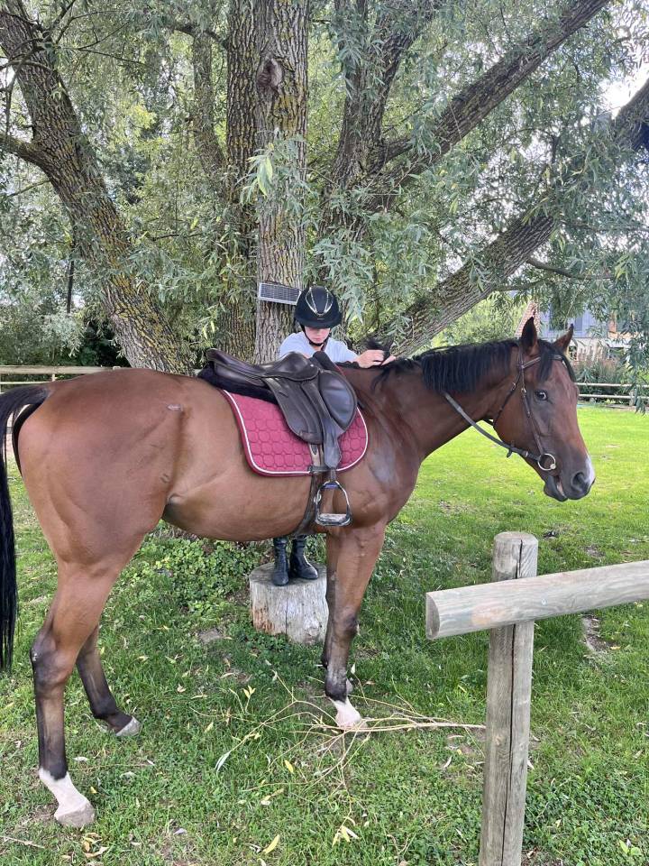 Castrone Purosangue Inglese In vendita 2022 Baio