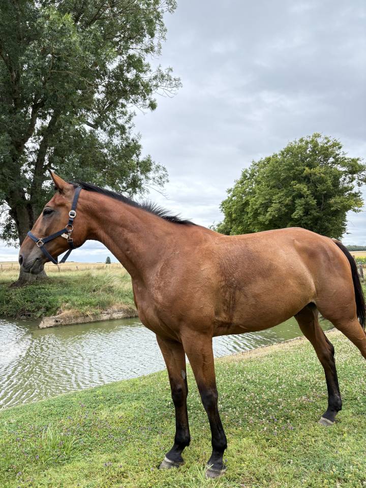 Castrone Trottatore Francese In vendita 2015 Sauro