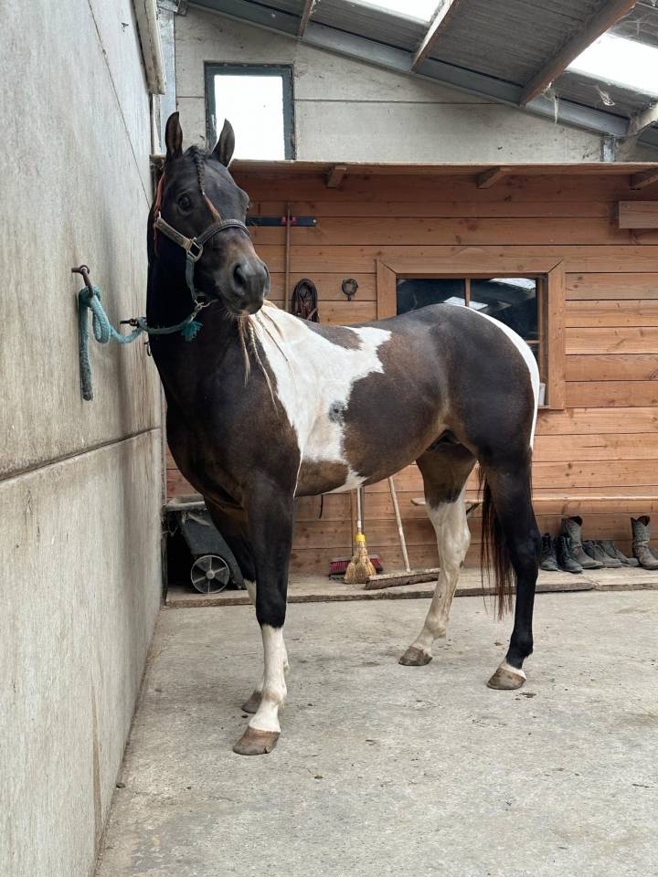 Judge Fancy d Flots - Paint Horse 2019 ,  Forever fancy d flots