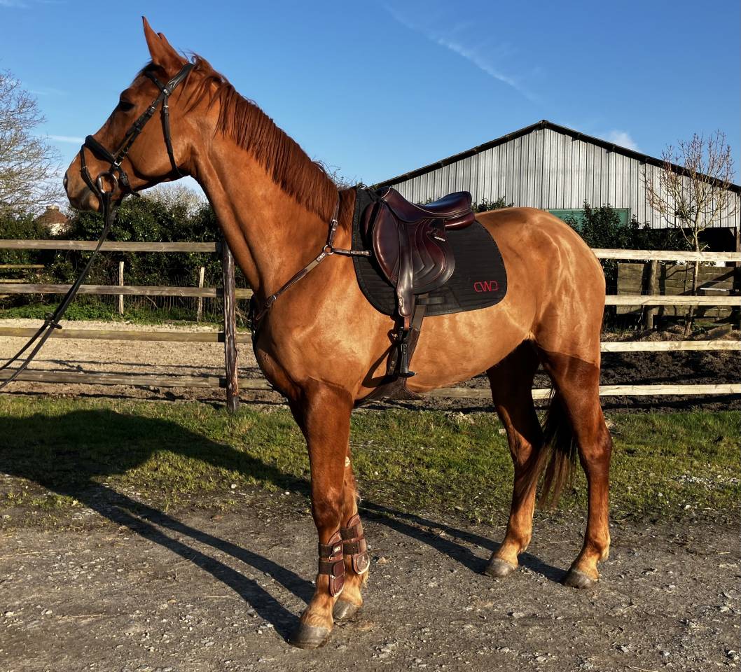 Castrone Sella Francese In vendita 2022 Sauro