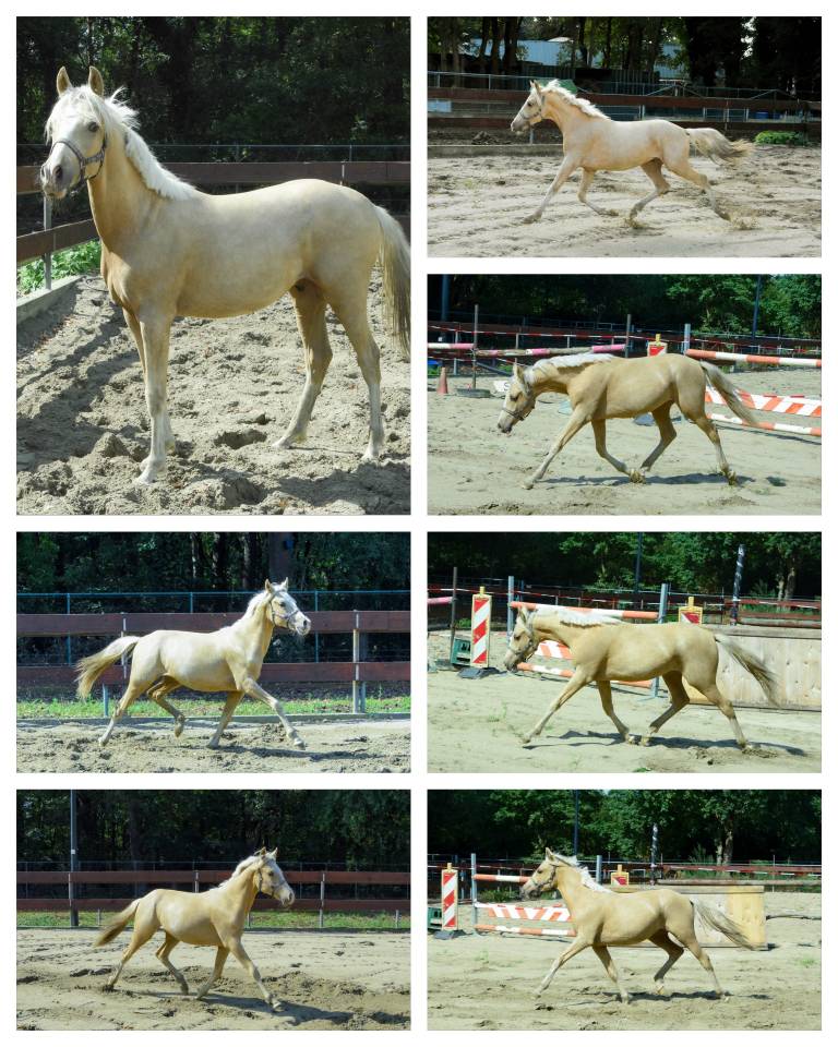 2 years old Palomino stallion NRPS medium size D-pony